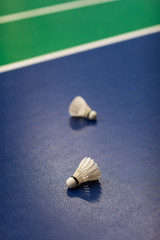 Badminton - badminton courts with two shuttlecocks