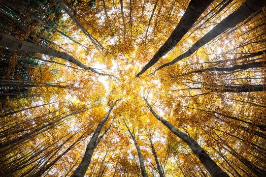 Autumn forest treetops (intentionally distorted image;