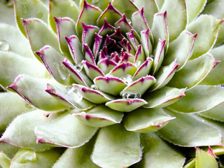 Succulent Cactus Plant