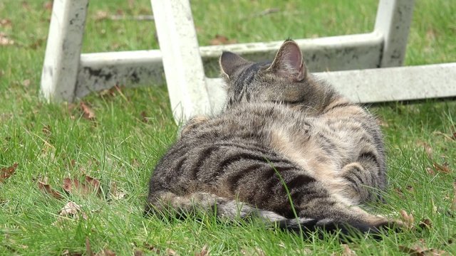 Katzen bei der Fellpflege auf dem Rasen