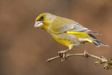 European Greenfinch ( Carduelis chloris ) resting on a branch