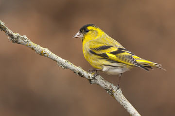 View Carduelis spinus perched on a branch in autumn