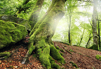 waldweg