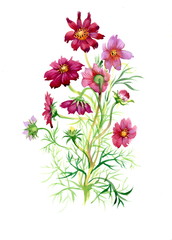 Colorful watercolor wildflowers illustration on white background