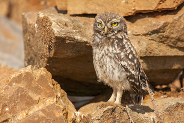 Little owl (Athene noctua), perched on the rocks