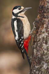 Woodpecker (Dendrocopos major) perched on a log