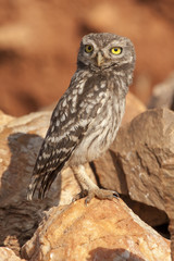 Little Owl ( Athene noctua) sunbathing . Spain