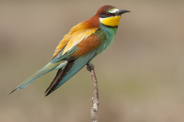 Common bee-eater ( Merops Apiaster ) perched on a branch. Spain