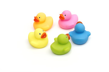 ducklings on the white background