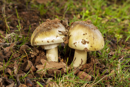 Amanita phalloides, a deadly mushroom