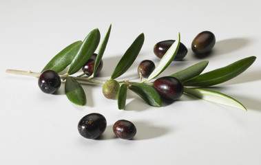 Ramo di Olivo con Olive