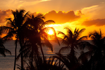 orange sunset with palm trees