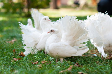 Many white doves