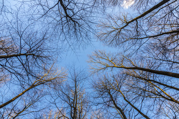 oak branches against the sky
