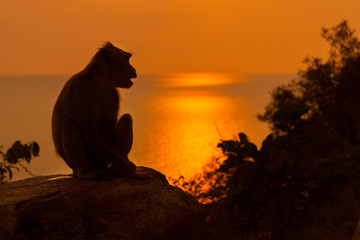 Obraz na płótnie Canvas Baby Monkey at sunset