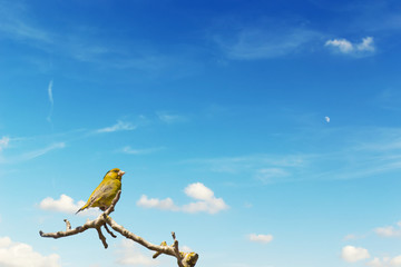 Chloris Chloris on a walnut branch