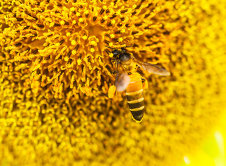 Bee on Sunflower in Lopburi, Thailand