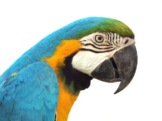 Blue and Gold Macaw