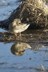 Mallard preens itself.