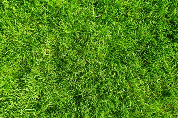 Deurstickers Groen gras. © grinny