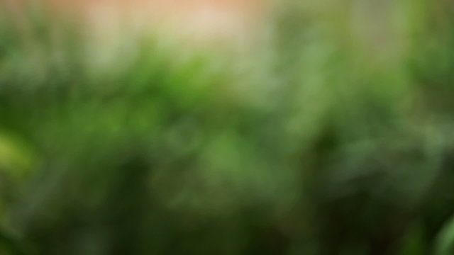 Tracking shot of an umbrella plant, also known as starleaf.