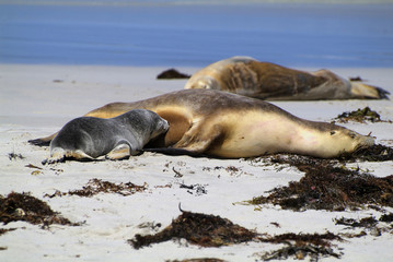 Australia, SA, Kangaroo Island,