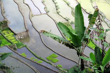 UNESCO Rice Terraces in Batad, Philippines
