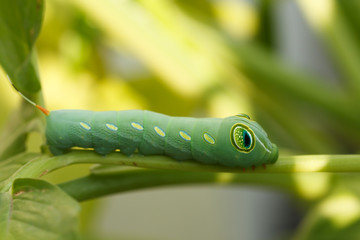 green caterpillar