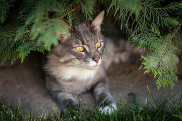 Naklejka na ściany i meble Norwegian cat in nature
