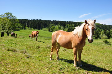 Obraz na płótnie Canvas Pferde im Thüringer Wald