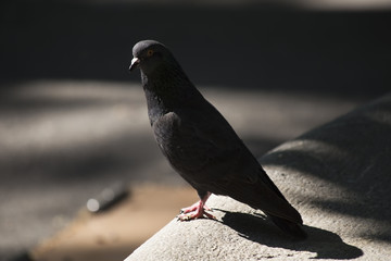 Black pigeon