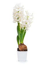 Naklejka na ściany i meble Blossoming white hyacinth isolated on white
