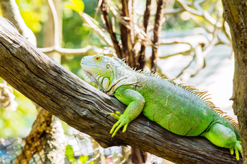 close up of iguana on green grass