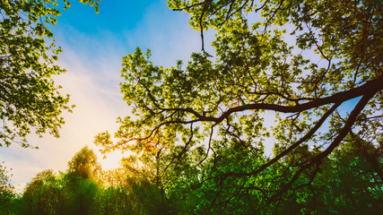 Spring Sun Shining Through Canopy Of Tall Oak Trees. Upper Branc