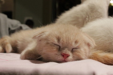 cite little kitten sleeping 