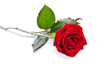 beautiful single red rose lying down on a white background