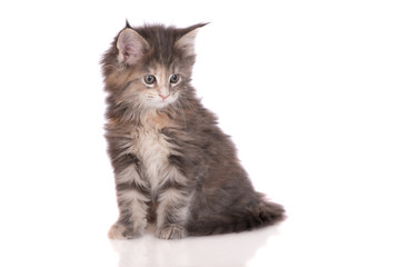 adorable kitten sitting on white