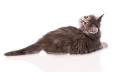 little maine coon kitten lying down on white