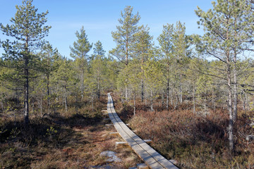 Fototapeta premium Wooden footpath in Viru bog, Lahemaa National Park, Estonia