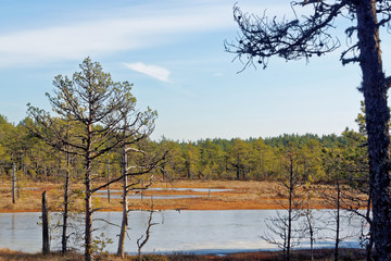 Obraz premium Frozen bog-pools in Viru bog, Lahemaa National Park, Estonia
