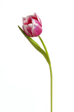 Tulip