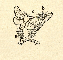 Fototapeta premium Lackey moth (Malacosoma neustria)