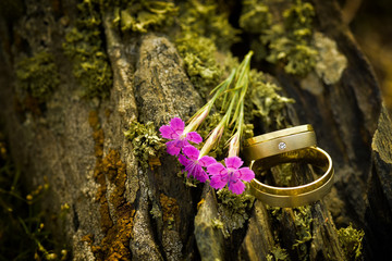 Beautiful engagement rings on tree bark