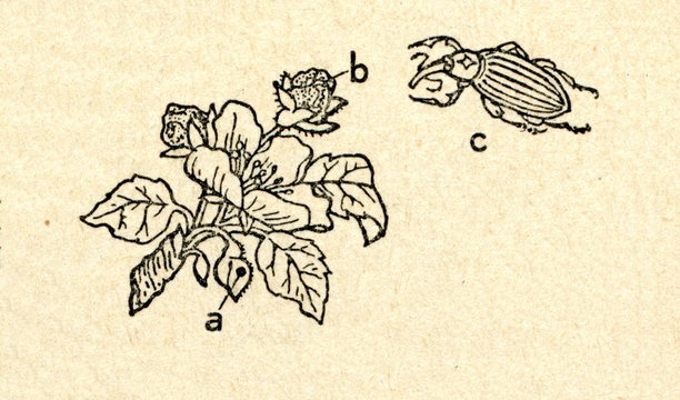 Apple blossom weevil (Anthonomus pomorum)