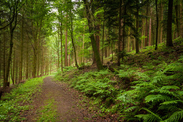 Fototapeta premium Green forest