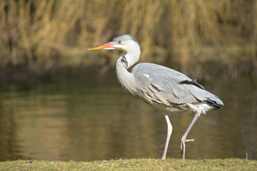 Grey Heron, Ardea cinerea