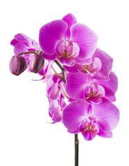 Naklejka na ściany i meble Pink streaked orchid flower, isolated