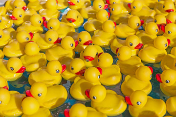toy ducklings in the water