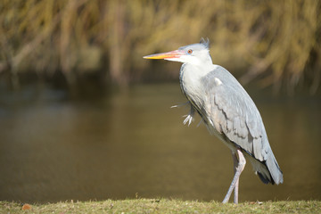 Grey Heron, Ardea cinerea