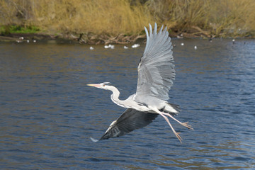 Grey Heron, Ardea cinerea